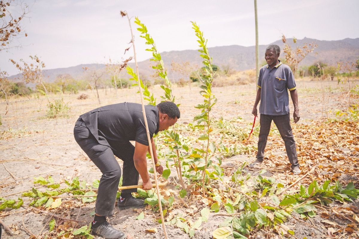 Tanzania’s plan to grow lush forests from forgotten trees